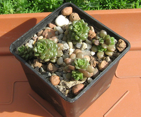 Cremnesedum_Green_Jem_may_2016.jpg