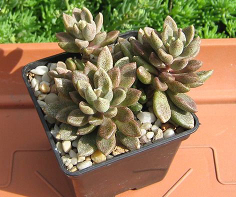 Sinocrassula densirosulata_may_2016.jpg