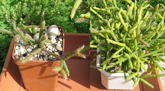 Rhipsalis_may_2016.jpg