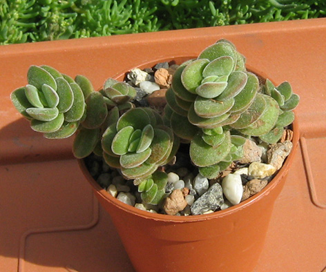 Crassula lanuginosa_may_2016.jpg