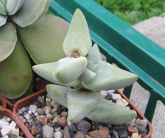 Crassula_Grisea_Bakery_may_2016.jpg