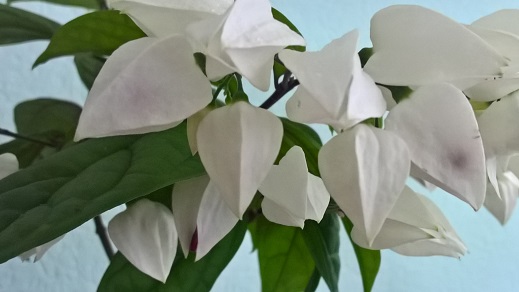 WP_20160527_15_28_48_Pro.jpg