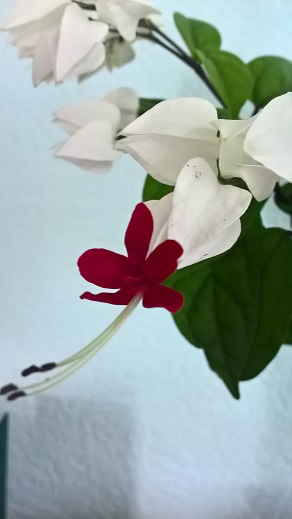 WP_20160527_15_28_06_Pro.jpg