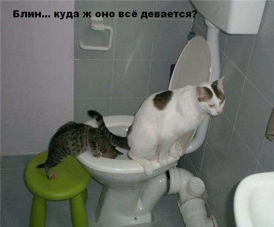 коты.jpg