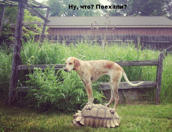 черепаха.jpg