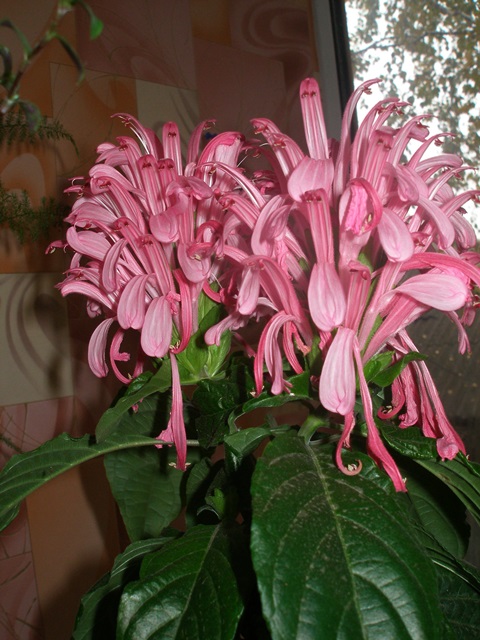P1010161.JPG