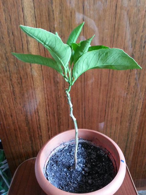 20160529_171746.jpg