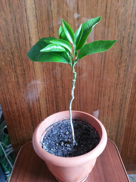 20160529_171734.jpg