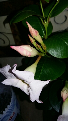 2016-05-25 01.26.05.jpg