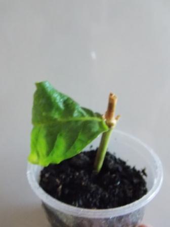 DSCN6186.JPG