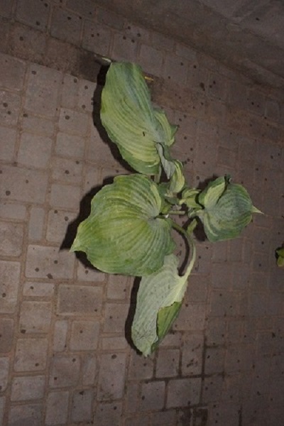 DSC09814.JPG