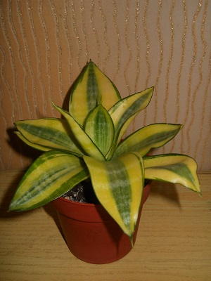 DSCN7626.JPG