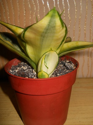 DSCN7628.JPG