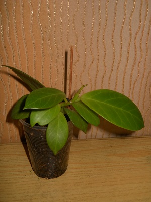 DSCN7631.JPG