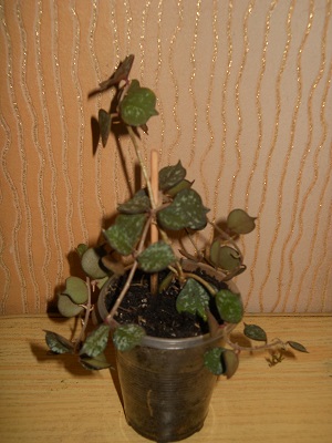 DSCN7633.JPG