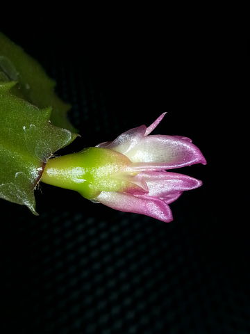 Schlumbergera Poem.jpg