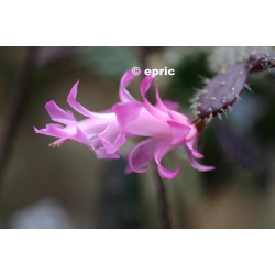 ebay schlumb opuntioides-250x250.jpg