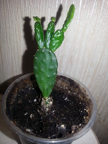 Оpuntioides1.jpg