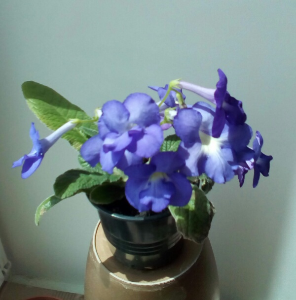 IMG_20160602_134144_617.jpg