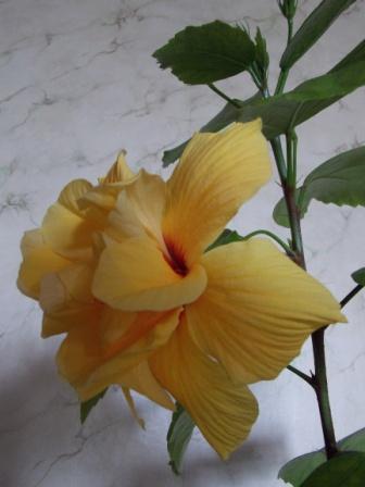 DSCN6236.JPG
