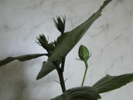 DSCN6239.JPG