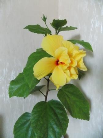 DSCN6211.JPG