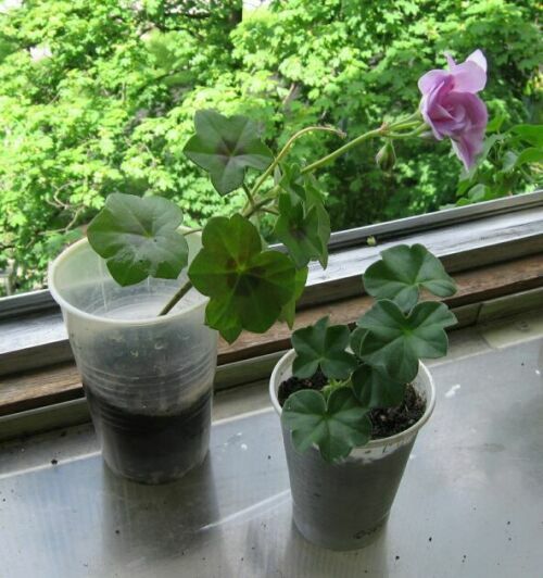 PAC Lilac Rose2.jpg