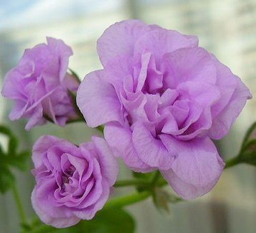 PAC Lilac Rose.jpg