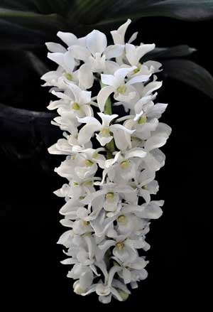 rhynchostylis-gigantea-alba.jpg
