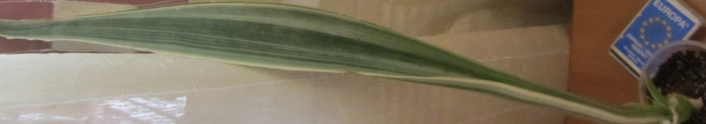 IMG_7865.JPG