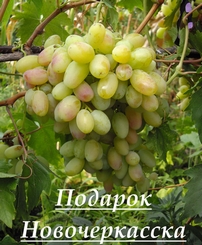 Подарок Новочеркасска.jpg