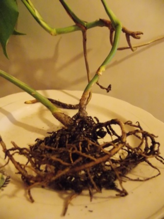 DSCN6337.JPG