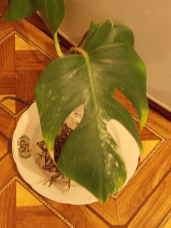 DSCN6342.JPG