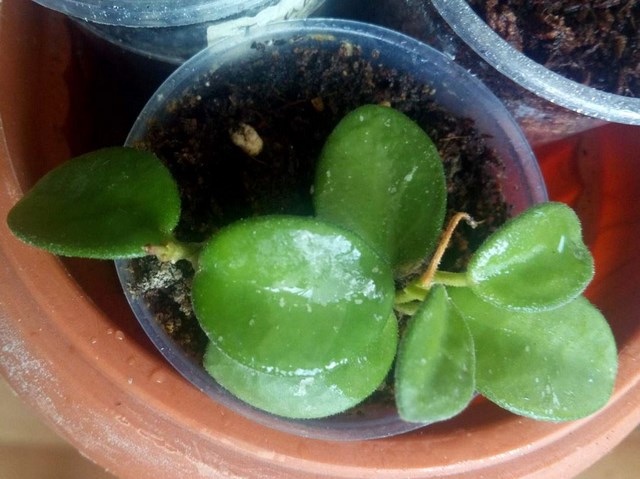 2016-06-06_132810.jpg