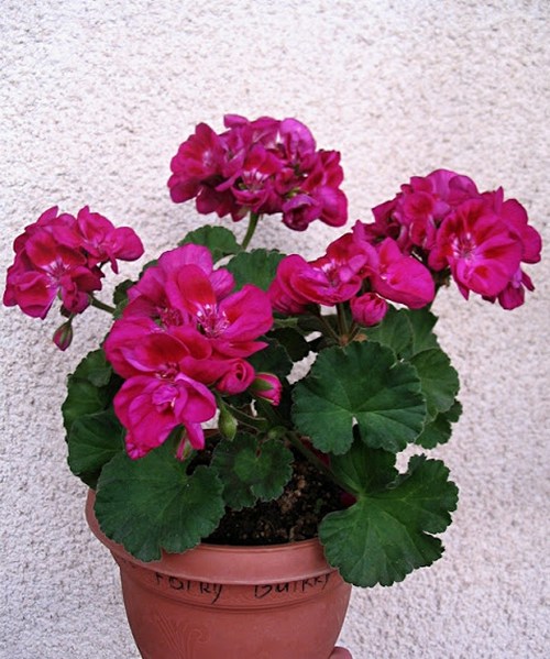 PAC Flower Fairy Berry.JPG