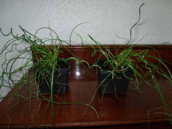 GEDC0775.JPG