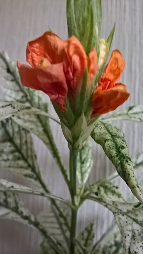 WP_20160612_10_10_18_Pro.jpg