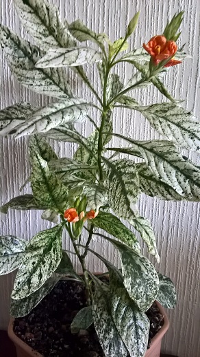 WP_20160612_10_10_02_Pro.jpg