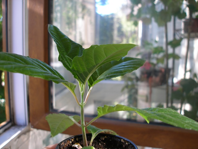 P1010283.JPG