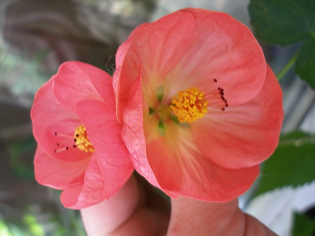 P1010299.JPG