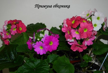 Primulyi_455x310.jpg