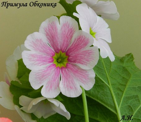 Primula4_455x393.jpg