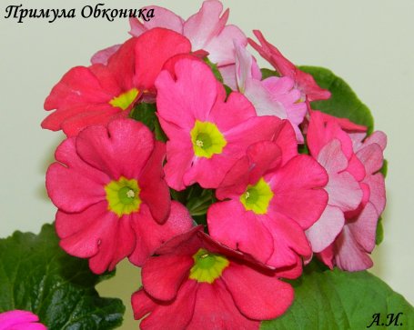 Primula6_455x363.jpg