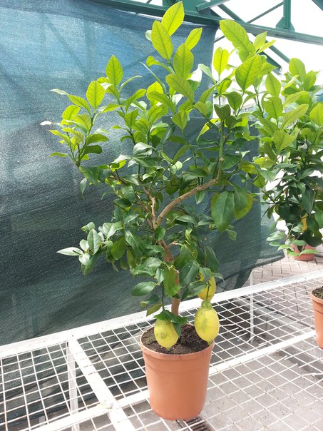RSD8IpFsboE.jpg
