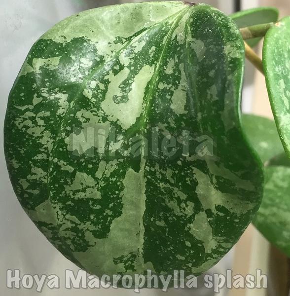 Hoya Macrophylla splash.jpg