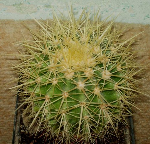 100_1735.JPG