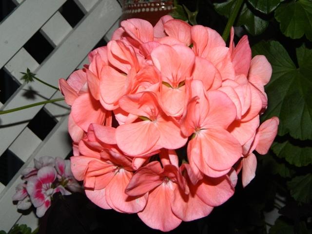DSCN7052.JPG