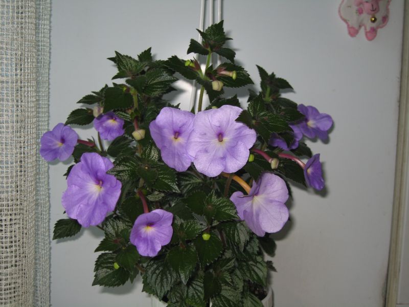 IMG_6645.JPG