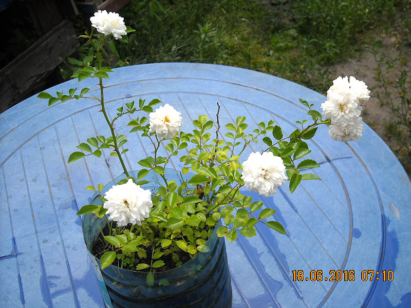 DSCN2143 copy.jpg