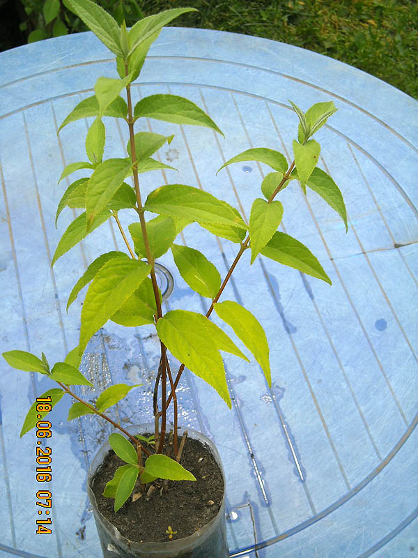 DSCN2152 copy.jpg